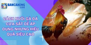Cách Nuôi Gà Đá Cựa Sắt Dễ Áp Dụng Nhưng Hiệu Quả Siêu Cao