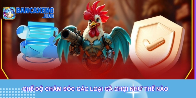 Chế độ chăm sóc các loại gà chọi như thế nào Chế độ chăm sóc các loại gà chọi như thế nào